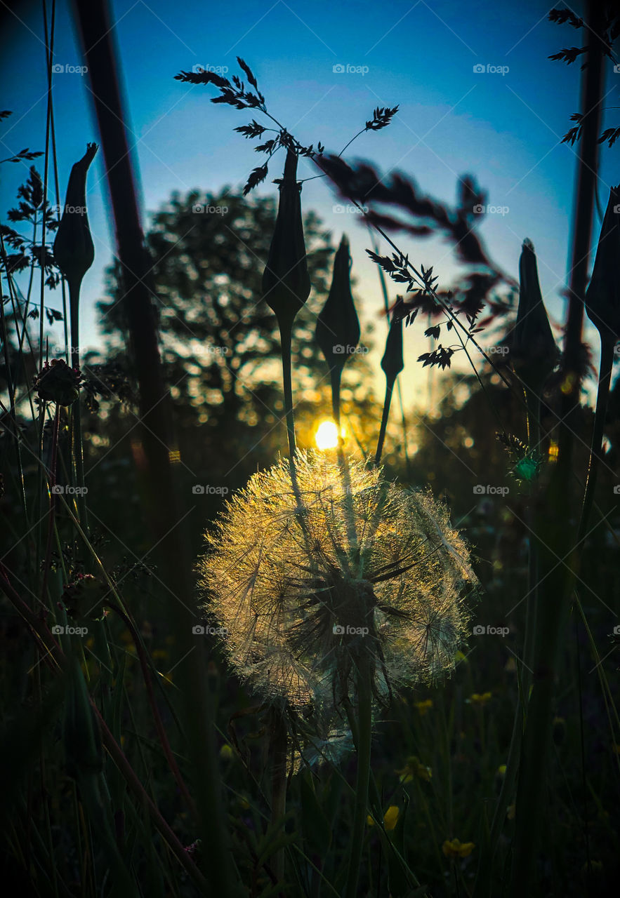 Dandelion by sunset with blue sky. Shot with IPhone X