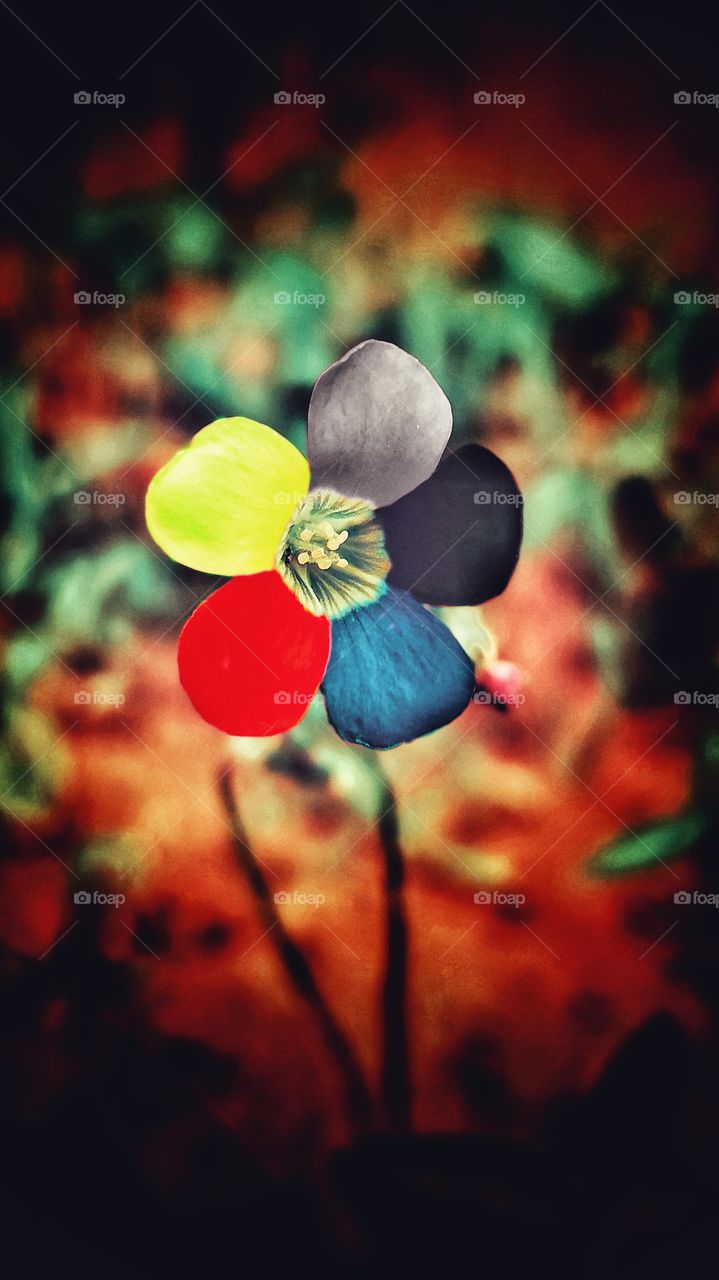 Flower colorful petals