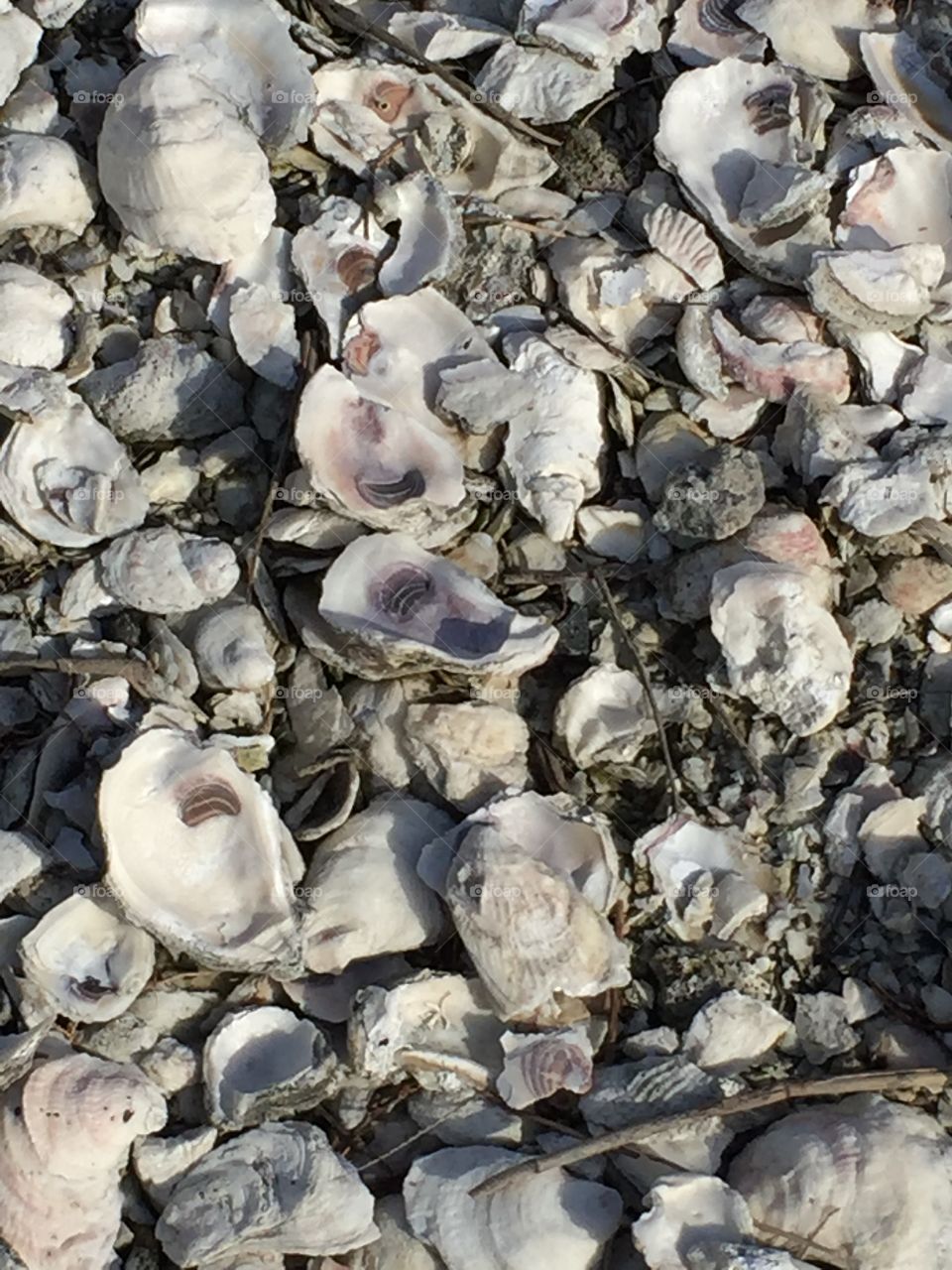 Oyster shells 