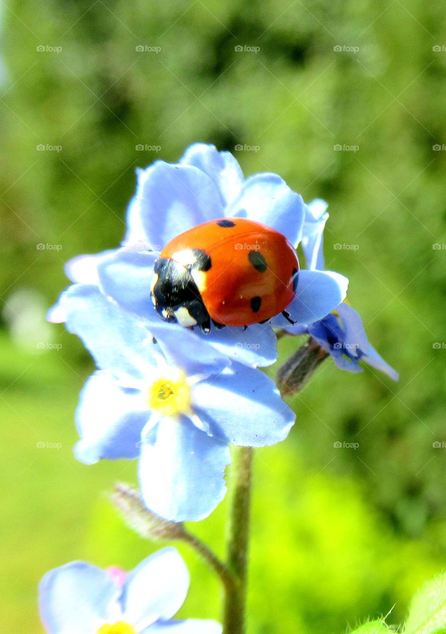 ladybird sat on a forget-me-not flower🐞