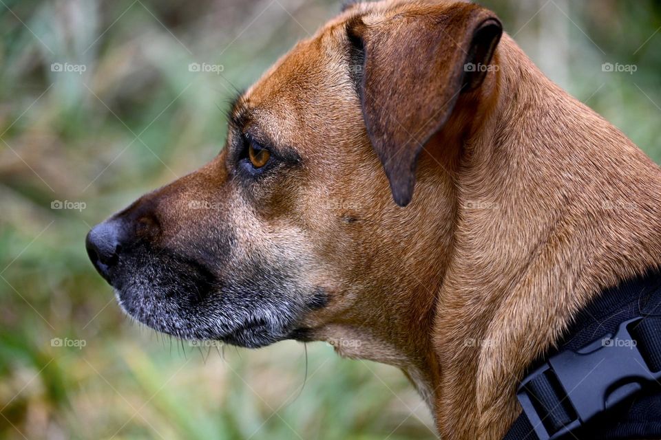 A dog watches animals at the park