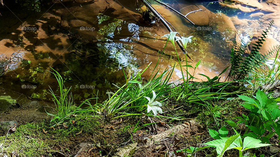 Lillies by the River- Wild lillies lie lazily by the river in Savannah River Bluffs Heritage Preserve.