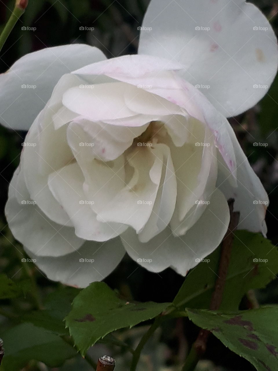 Flower, Nature, Rose, Flora, Leaf