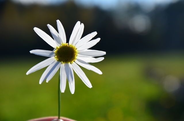Sunny day