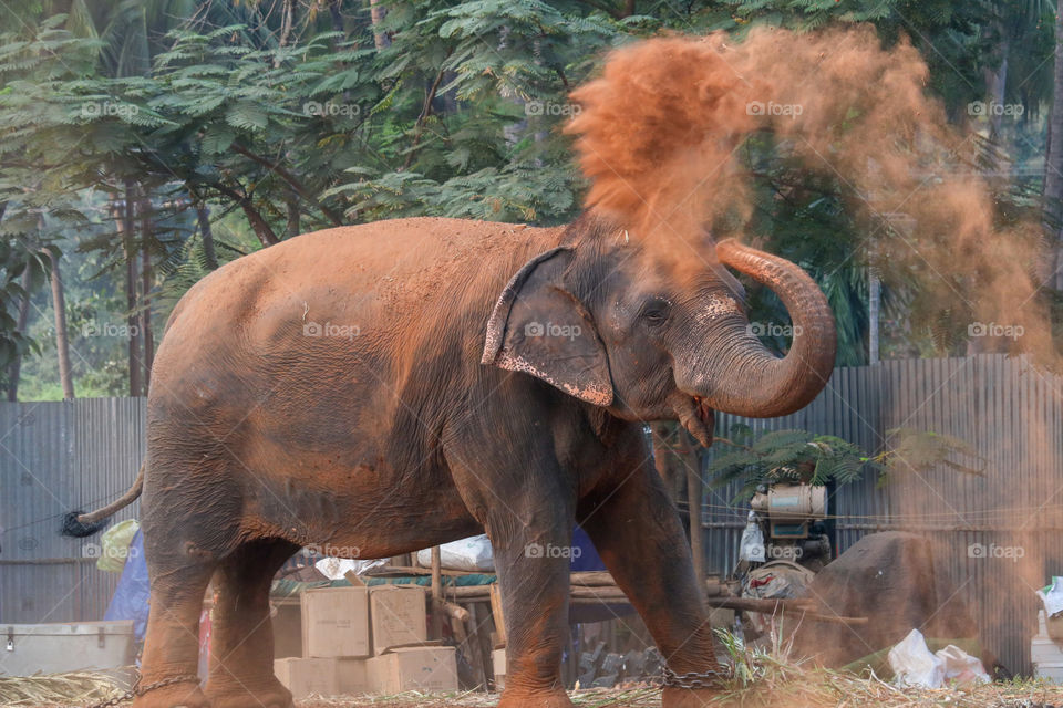 elephant taking a sand bath