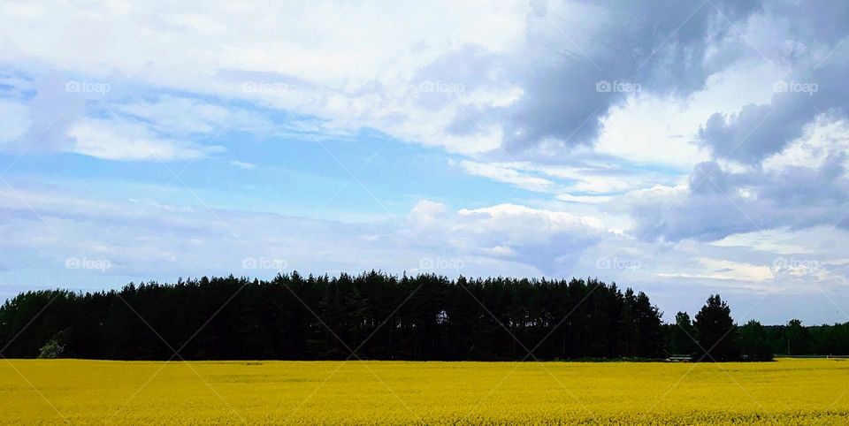 Rapeseed yellow field💛