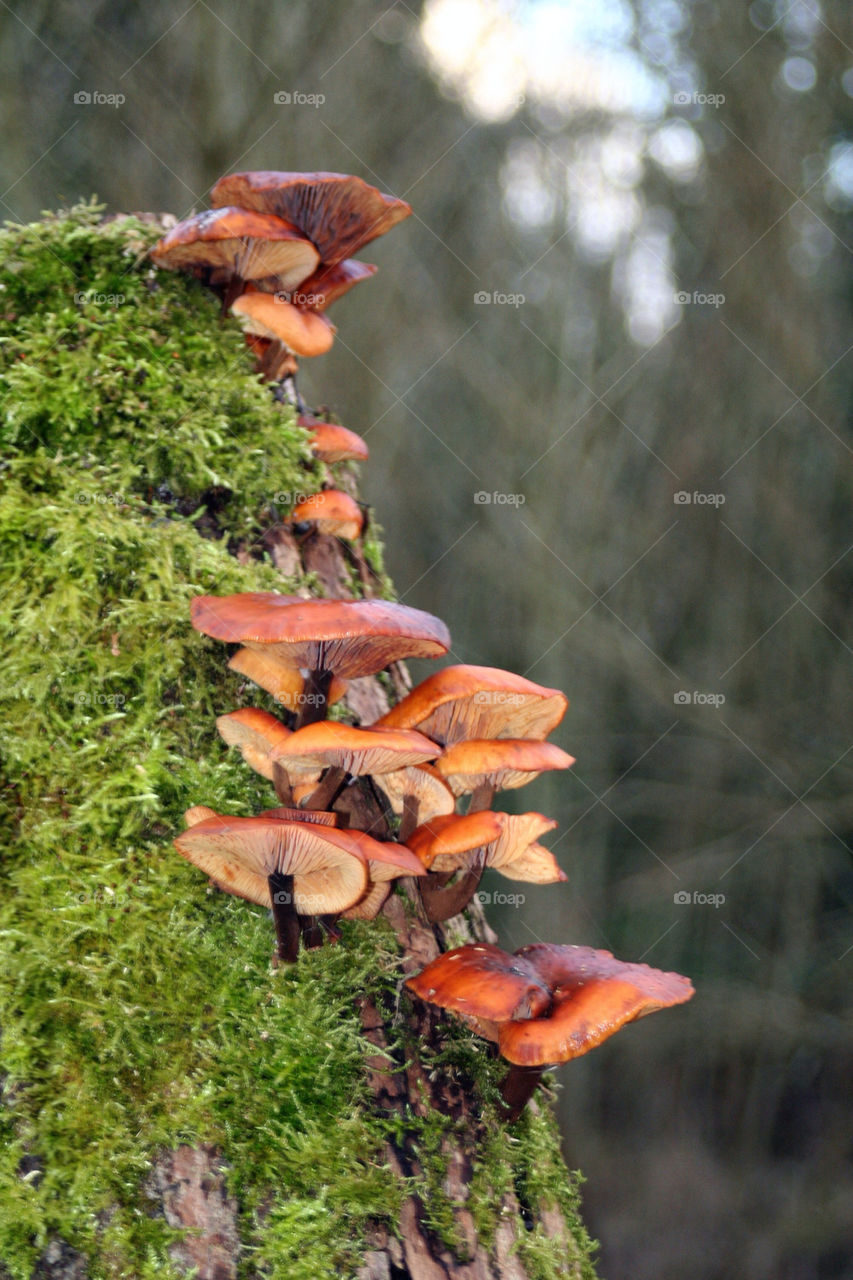 Toadstools growing on  a treestump