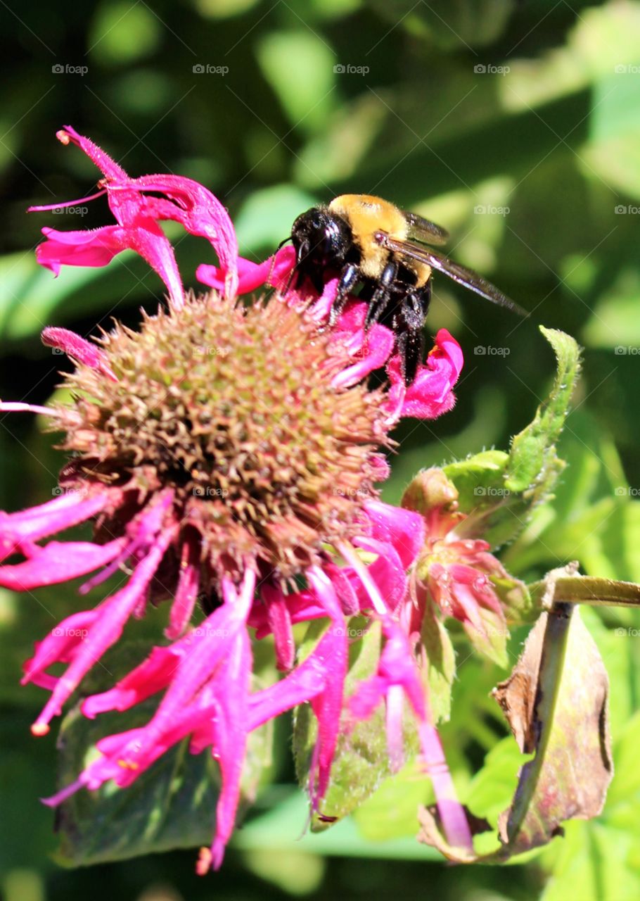 Bee on flower