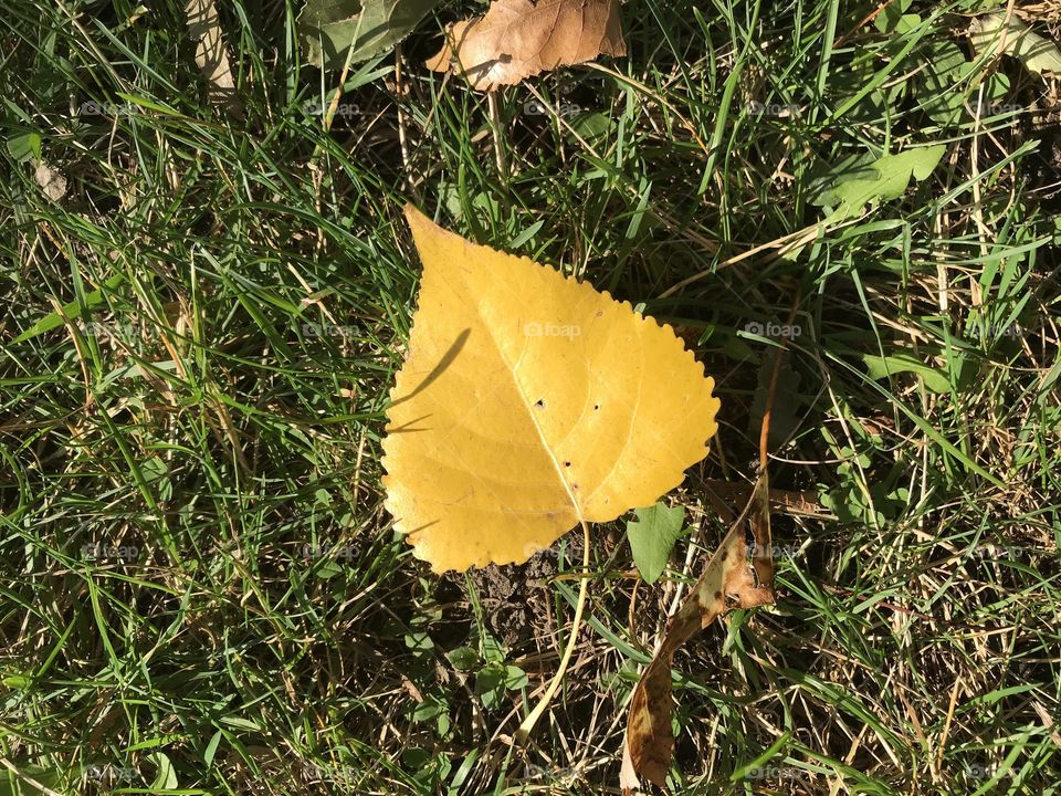 Bright yellow Fall leaf