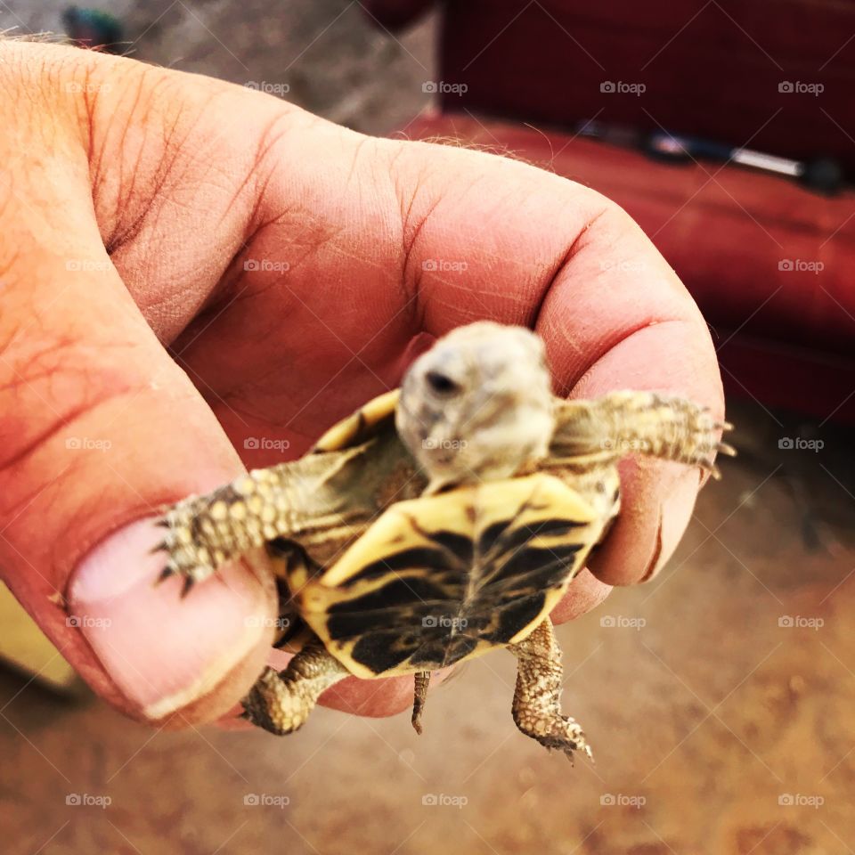 Tiny Turtle