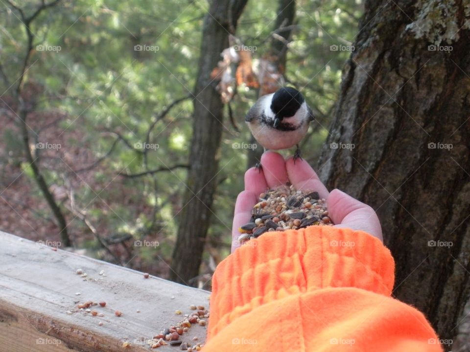 Chickadee Bird Stops for a Snack of Seeds on a Cold Fall Morning - Patience Pays Off - Hunting in Wisconsin 