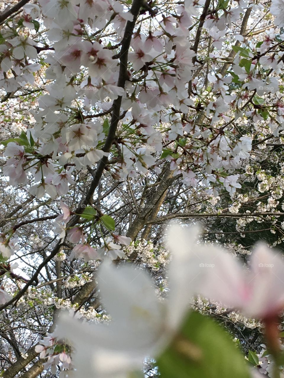 More white cherry blossoms very pretty 