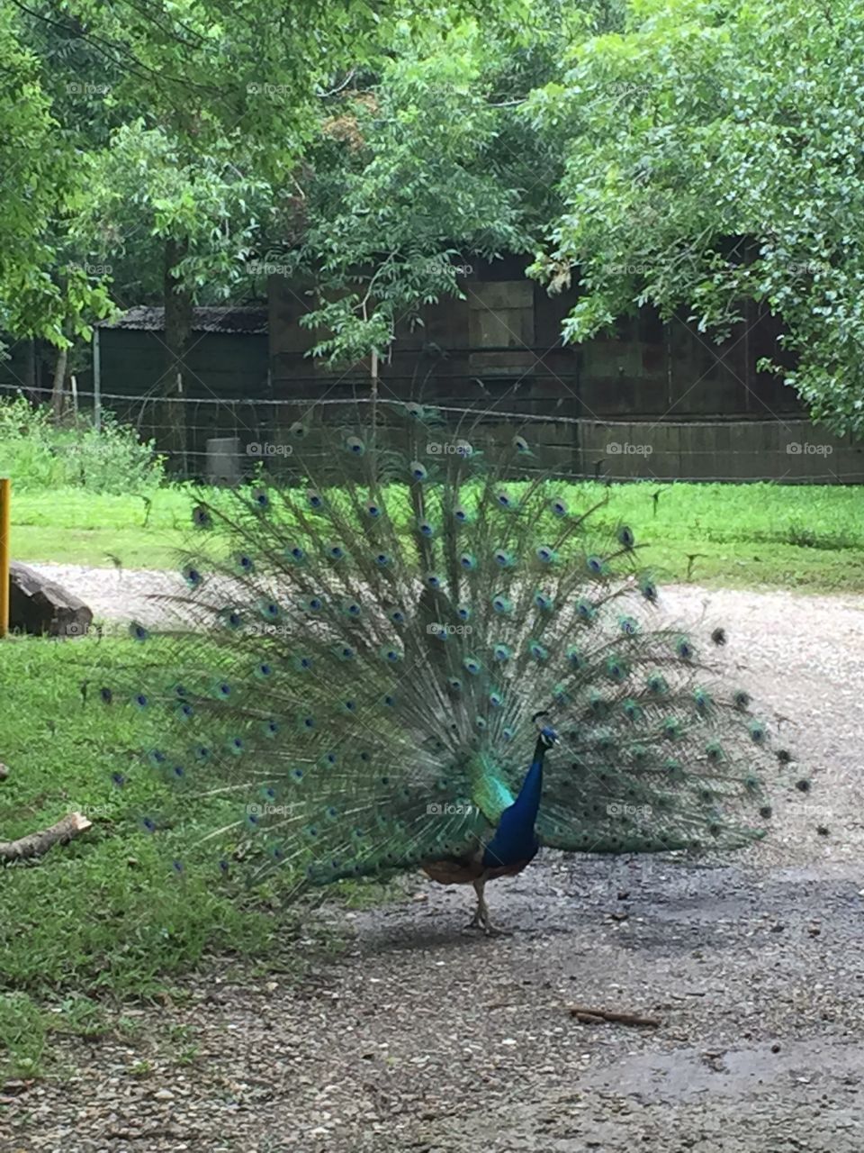 Peacock at the zoo