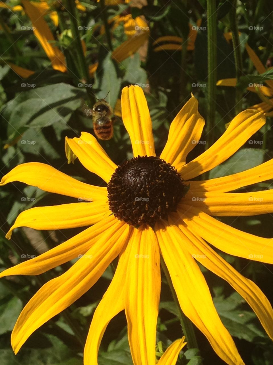 Bee flying away 