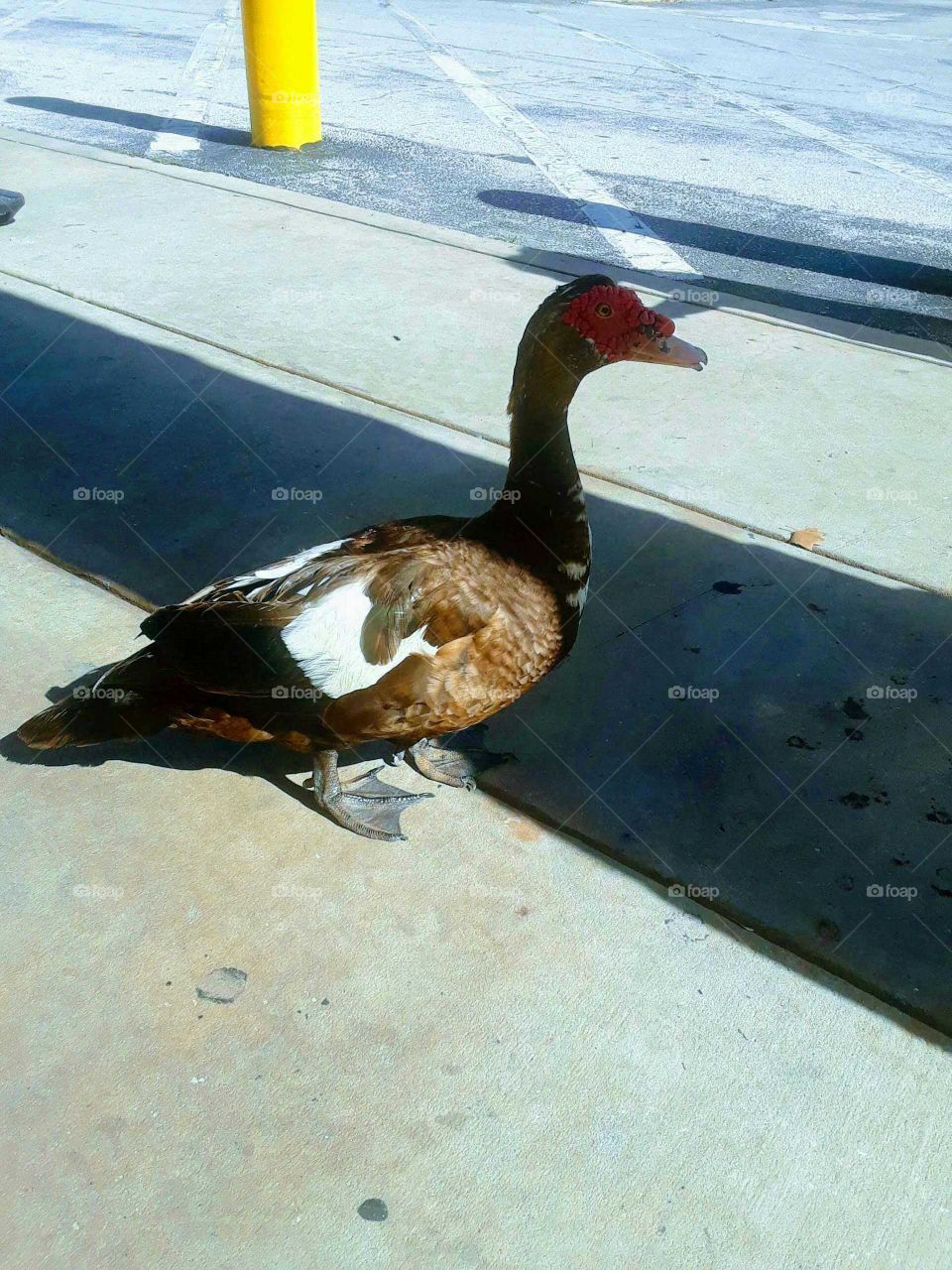 This large brown, white, and red duck was standing outside of the Winn Dixie supermarket greeting customers. This was taken at the entrance of the New Smyrna Beach, Florida Winn Dixie in September of 2017. This friendly duck was just hanging out, and certainly was not afraid of people.