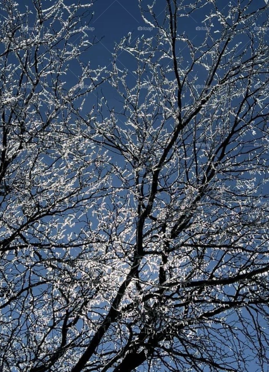 Branches covered in ice after a winter storm