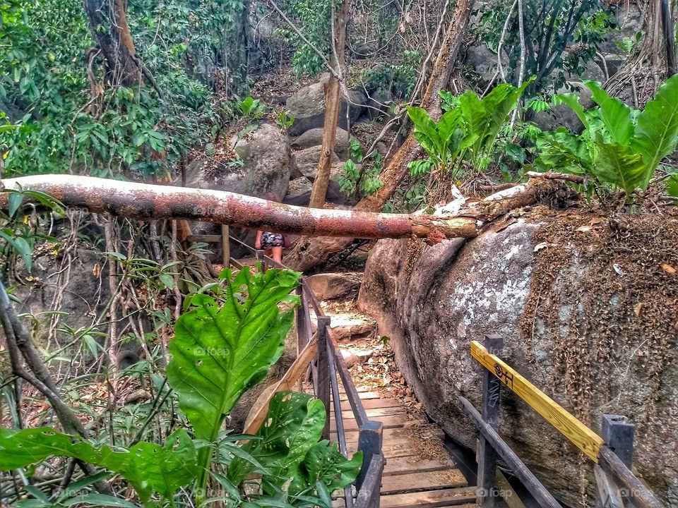 A path in the jungle.