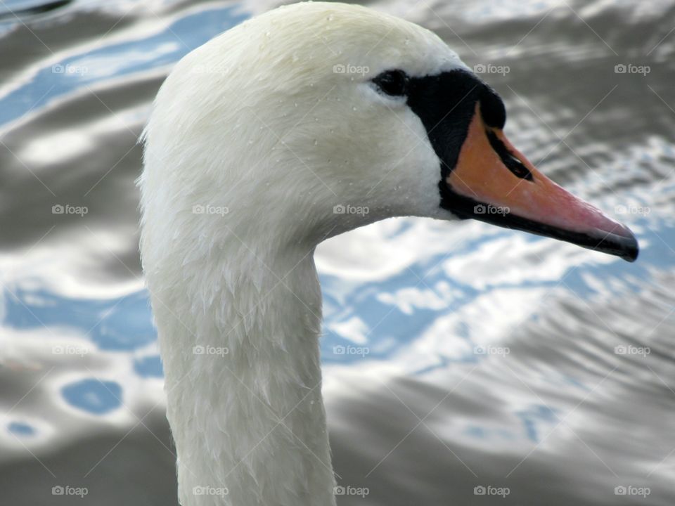 Swan portrait with reflection of sky on the lake and casting a shadow