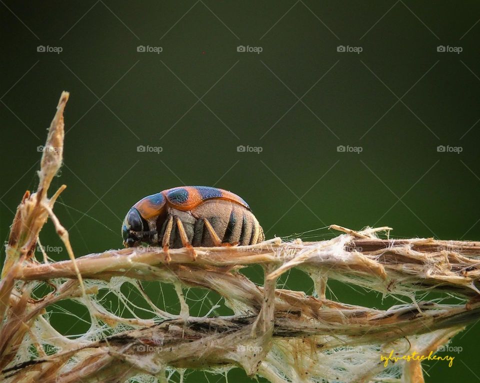 cute beetle