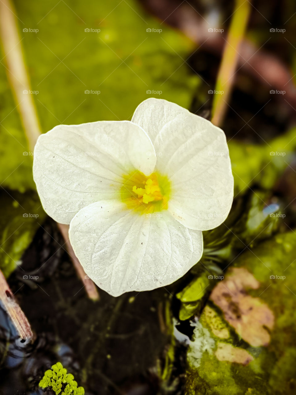 white flower in under water