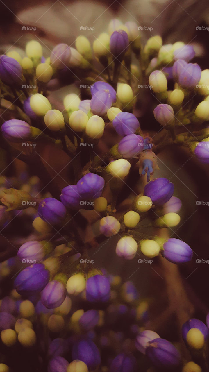 Flower Flowers Soft focus