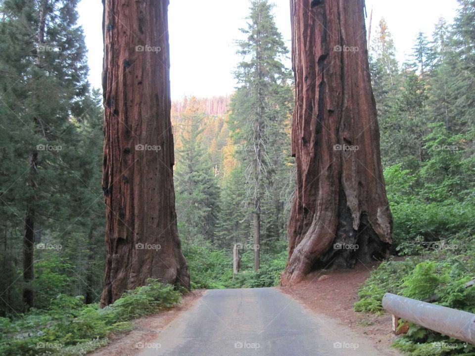 Sequoia National Park road