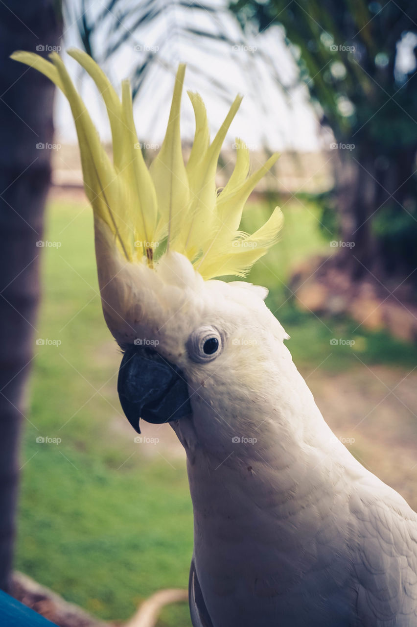 Wild cockatoo showing off its beautiful yellow crest, Queensland, Australia 