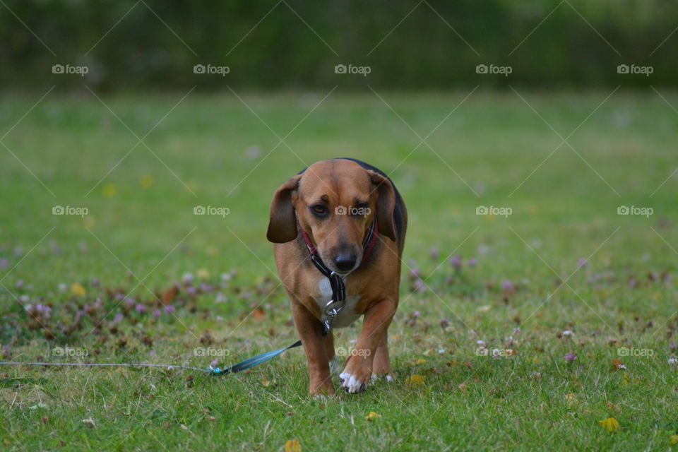 walking towards daddy