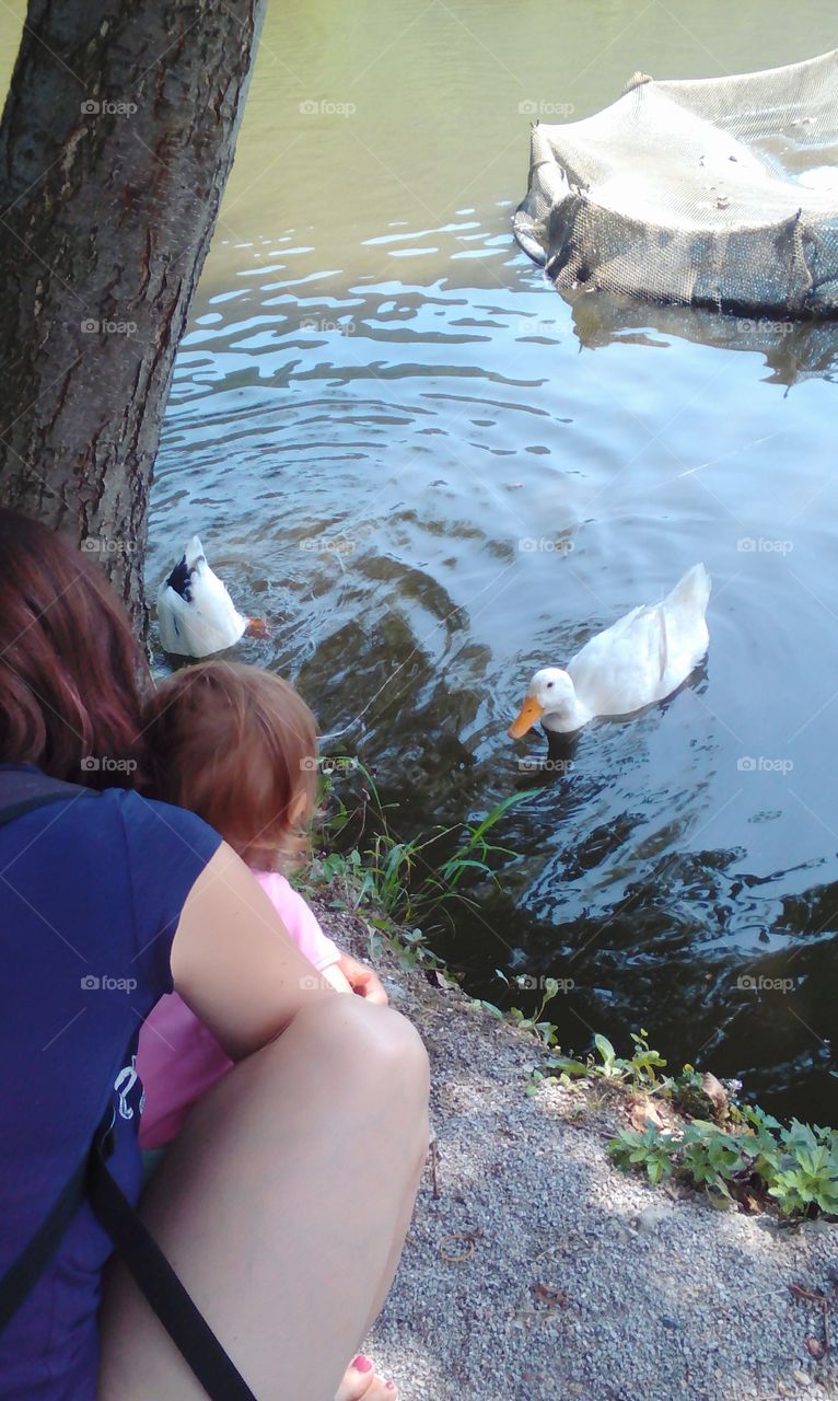 Child watching swimming ducks