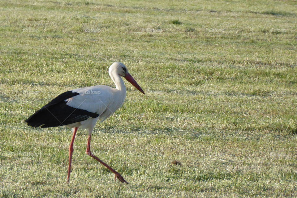 Stork 