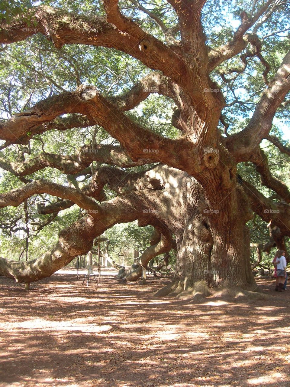 Largest tree