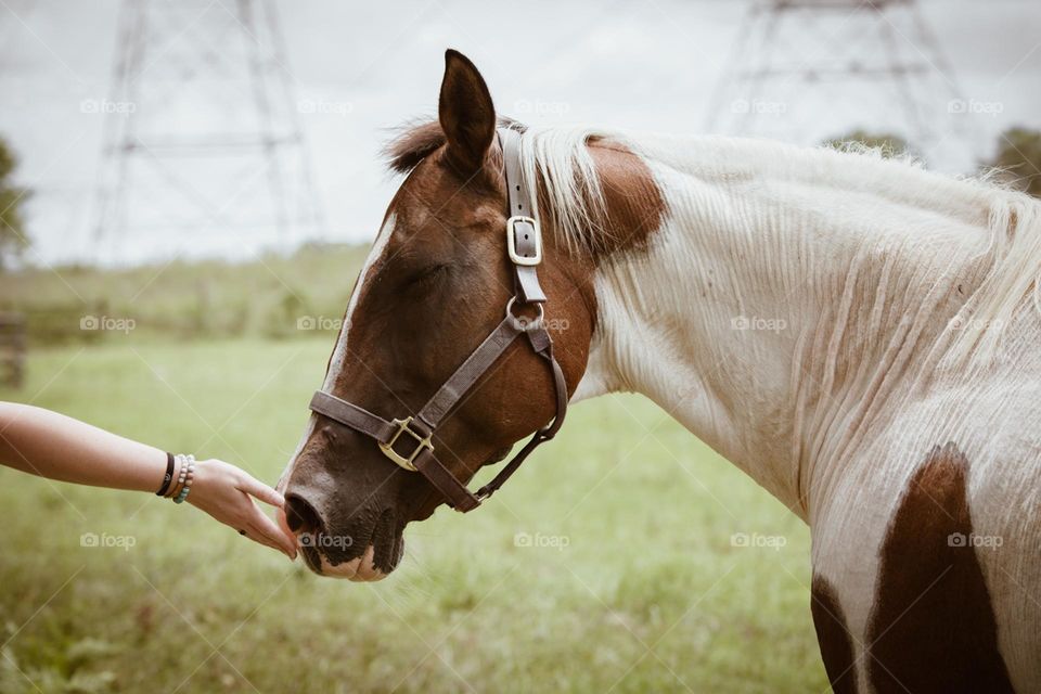 Human hand and a Thiebald Horse with eyes closed showing such emotion