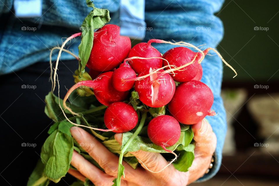 A hand holds a bunch of fresh red radish