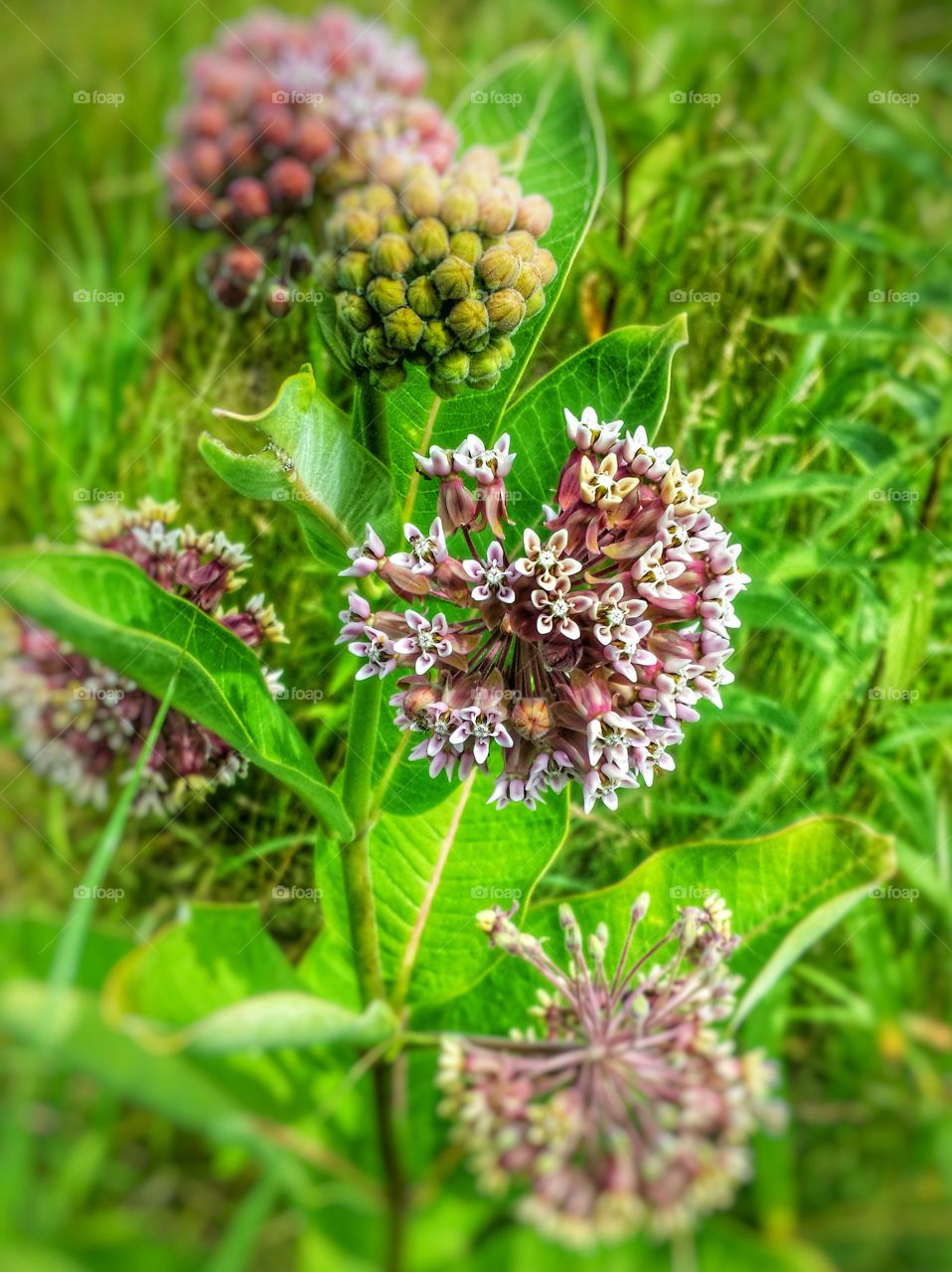 Nature. Weeds 