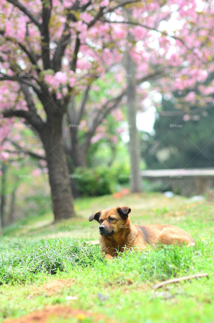Dog under Sakura