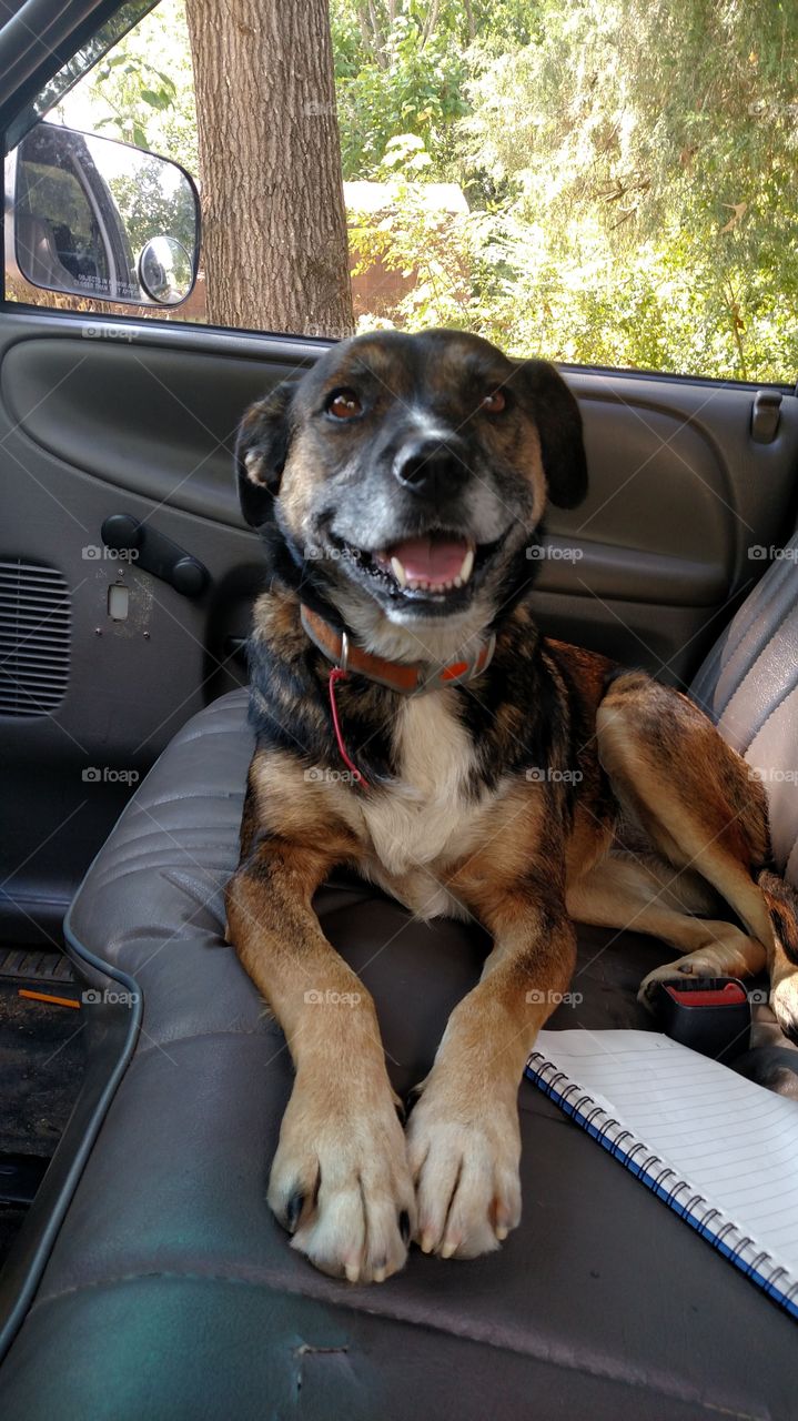 Pepper is such a sweet girl and a great dog