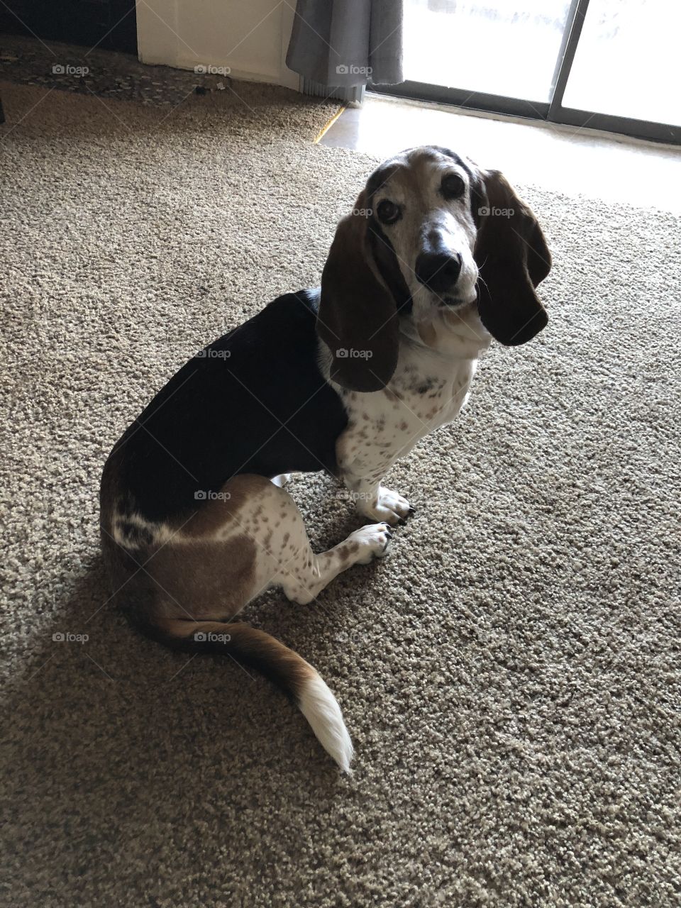 Basset hound is very intrigued and poses for a snack