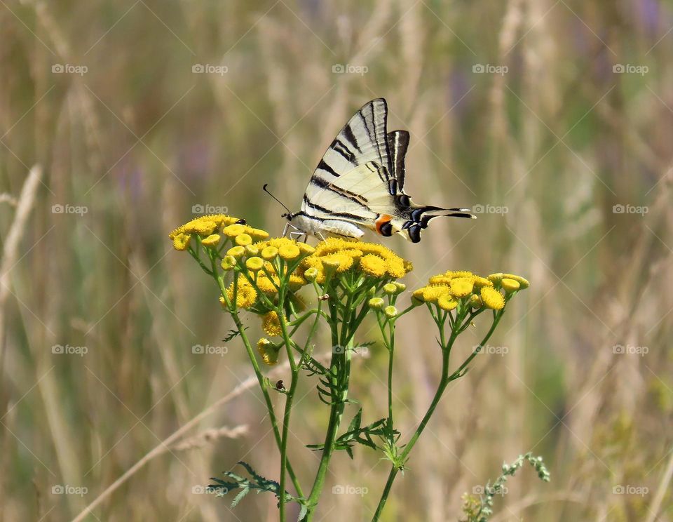 Butterfly on a flower