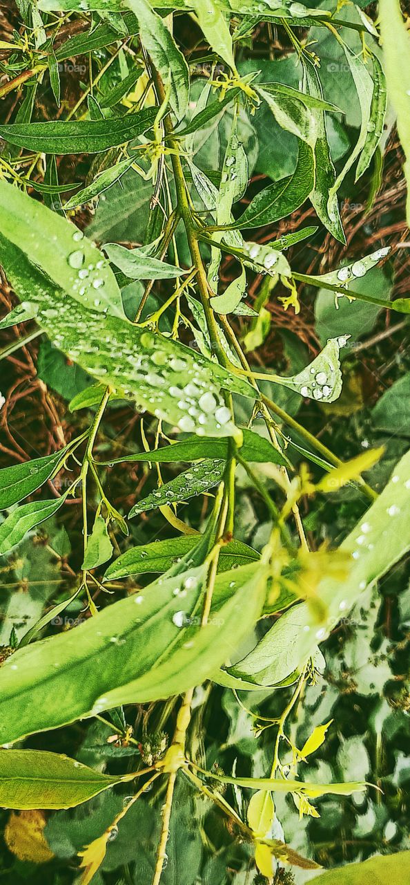 waterdrop on leaves