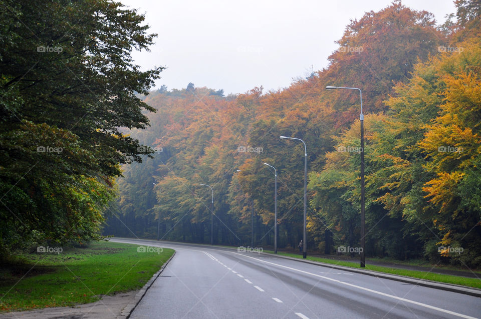 Road to the forest 