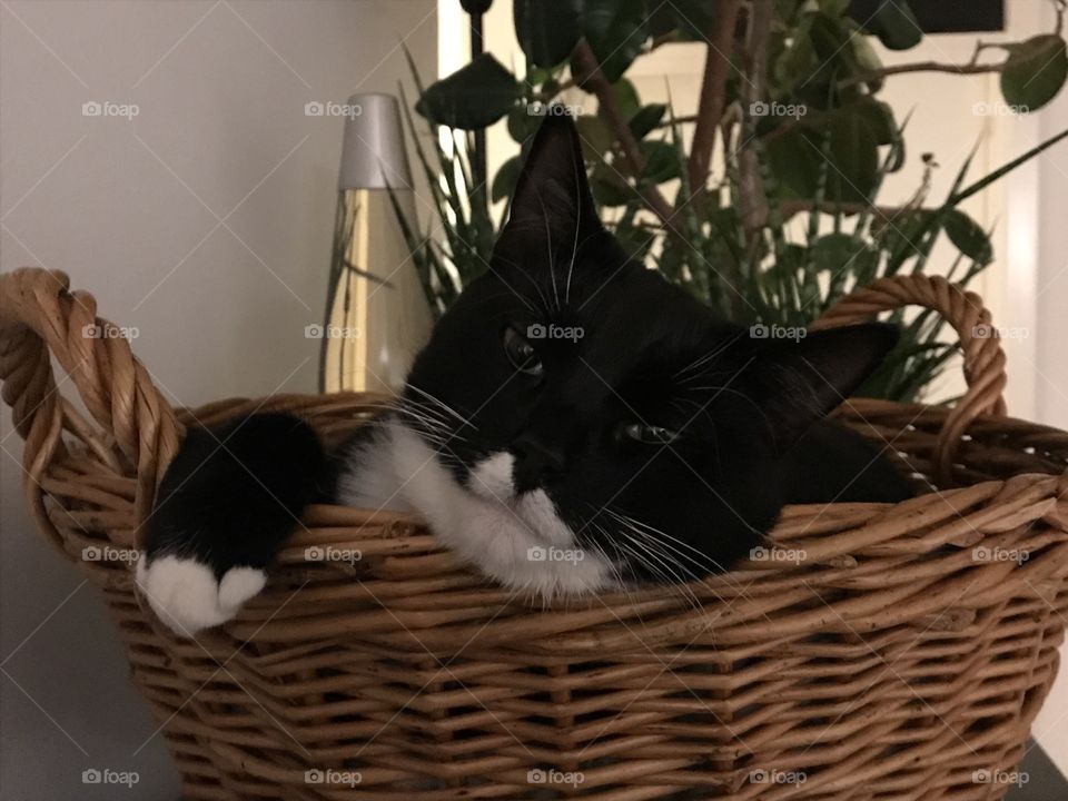Cat napping in a basket 