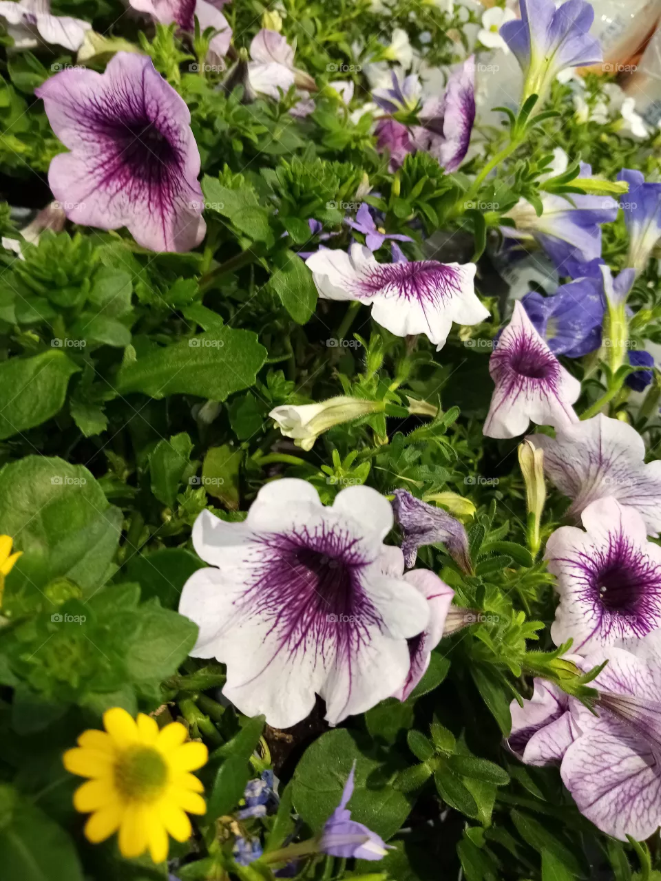 Blumen