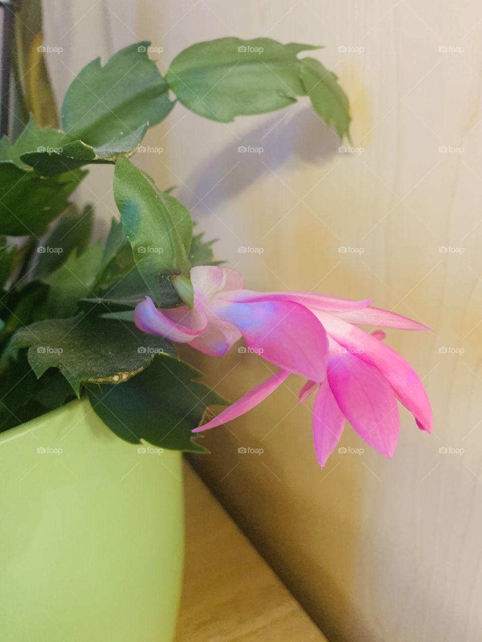 Thanksgiving Cactus