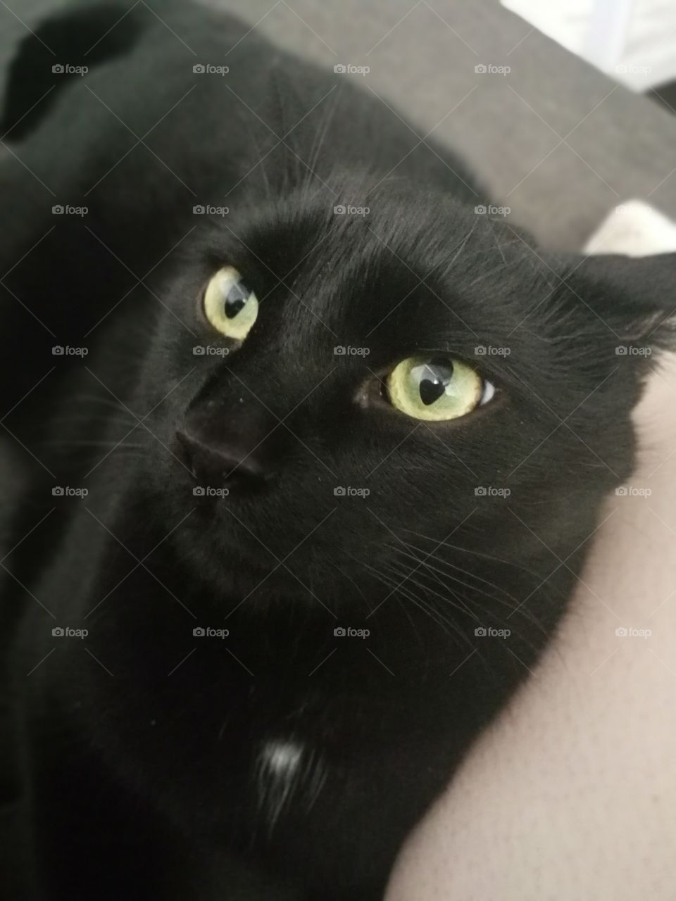 A squirrel! There's a squirrel!