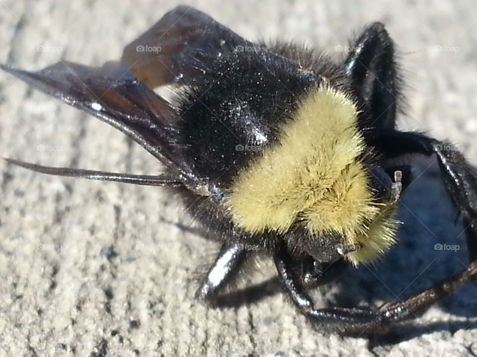 Road Kill . Bumble bee, the victim of passing traffic. 