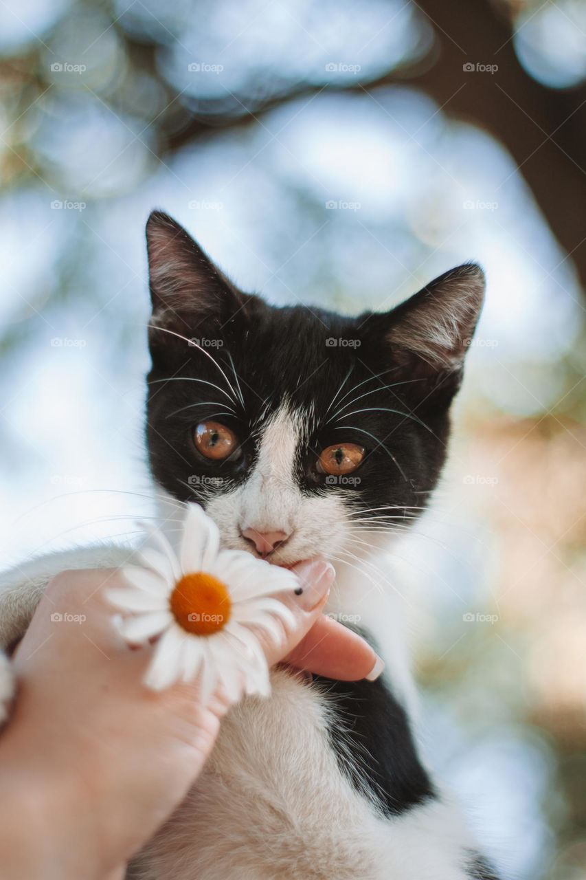 pet cat being cuddly