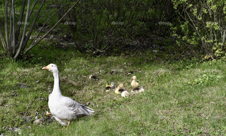 proud goose guards the smallest goslings while walking in a green meadow