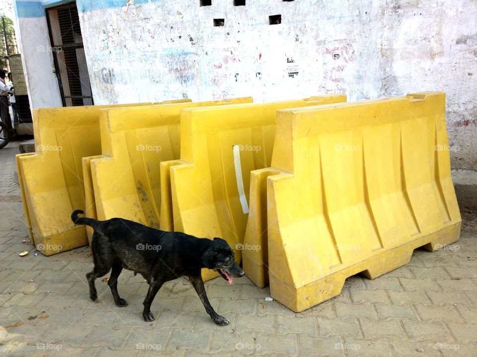 dog passing near by barrioars