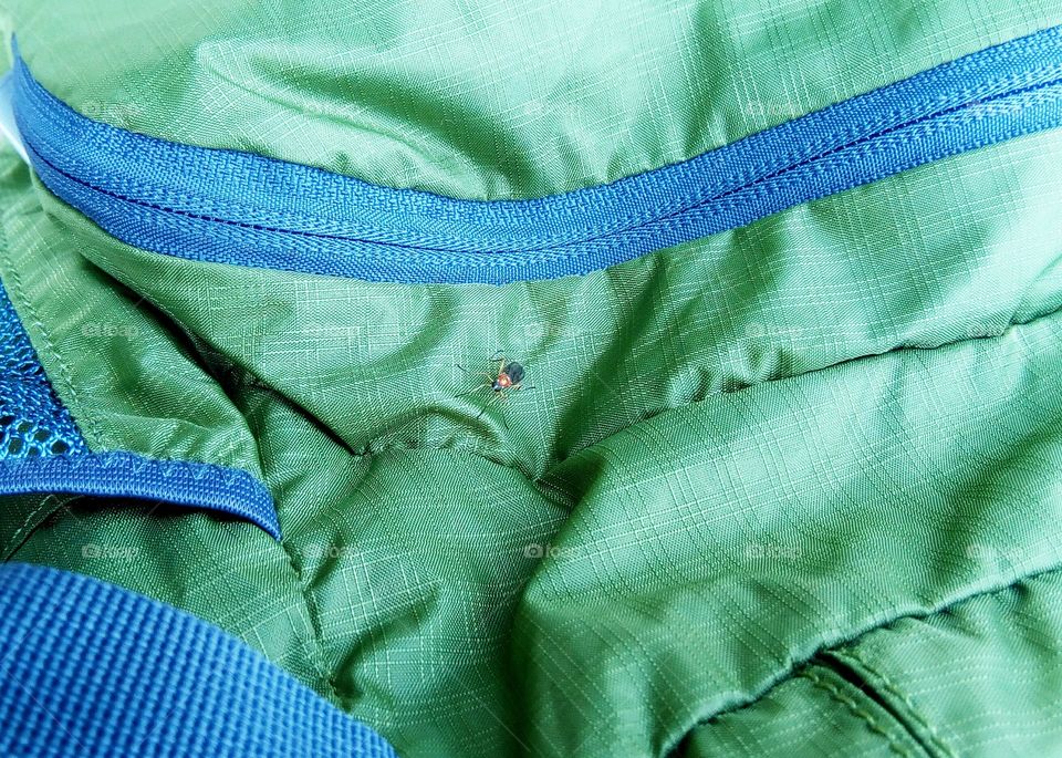 Surprise Hiking Friend