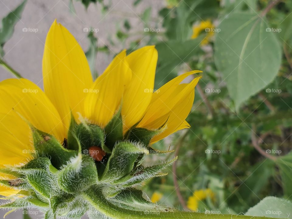 ladybug on sun flower